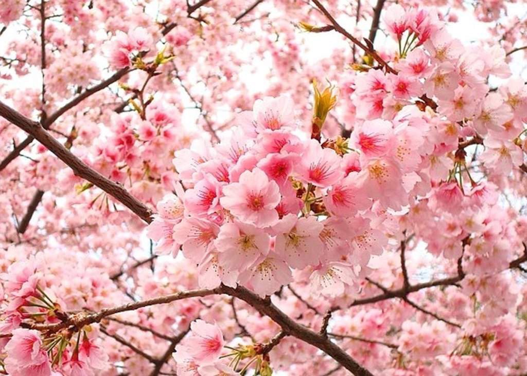 Chỉ cần một cái nhìn qua bức ảnh về hoa đào và hoa mai của chúng tôi, bạn sẽ cảm nhận được sức sống của mùa xuân đang đến. Hai loài hoa này là biểu tượng trường tồn của văn hóa Á Đông, và điều này được phản ánh rõ ràng trong hình ảnh đẹp như mơ này.